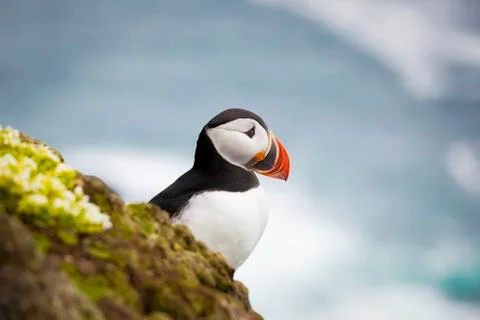 Atlantic Puffin Stock Photos