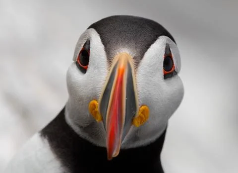 Atlantic Puffin Stock Photos