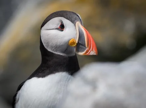 Atlantic Puffin Stock Photos