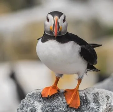 Atlantic Puffin Stock Photos