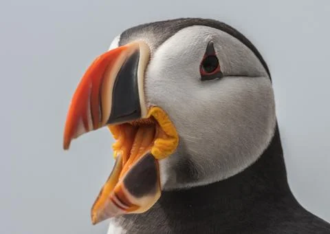 Atlantic Puffin Stock Photos