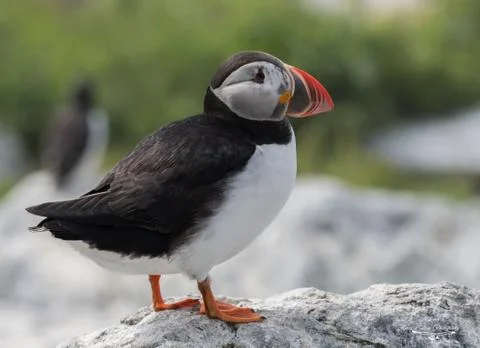 Atlantic Puffin Stock Photos