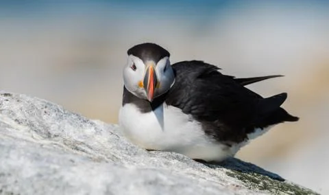 Atlantic Puffin Stock Photos