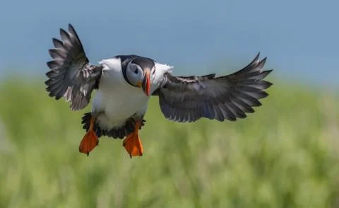 Atlantic Puffin Stock Photos