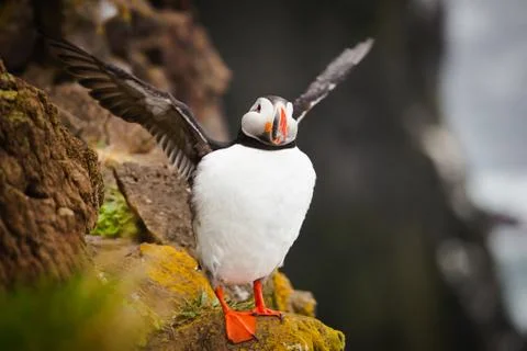 Atlantic Puffin Stock Photos