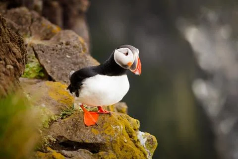 Atlantic Puffin Stock Photos