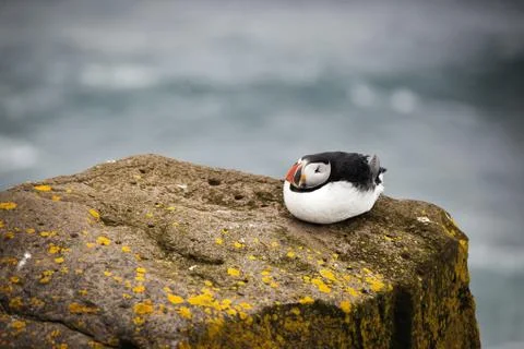 Atlantic Puffin Stock Photos