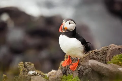 Atlantic Puffin Stock Photos