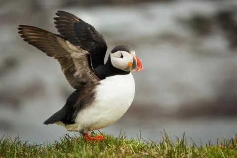 Atlantic Puffin Stock Photos
