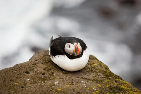 Atlantic Puffin Stock Photos