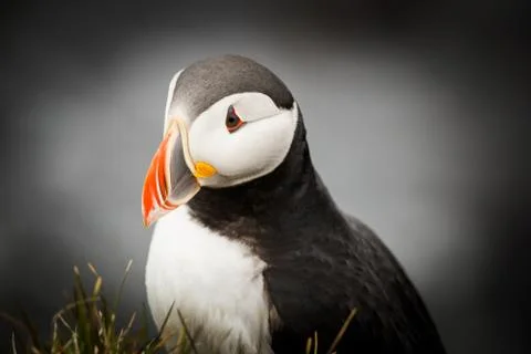 Atlantic Puffin Stock Photos