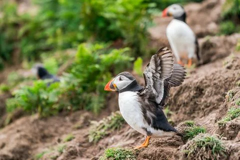Atlantic puffin Stock Photos