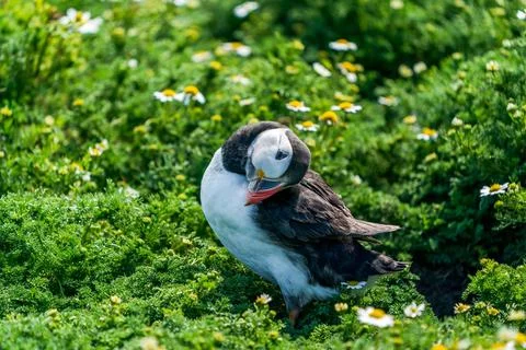 Atlantic puffin Stock Photos