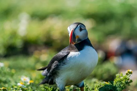 Atlantic puffin Stock Photos