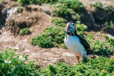 Atlantic puffin Stock Photos