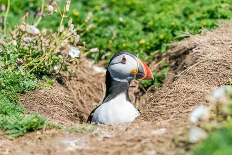 Atlantic puffin Stock Photos