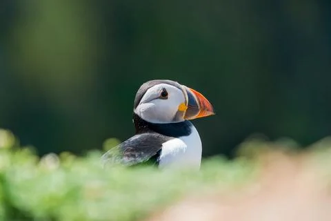 Atlantic puffin Stock Photos