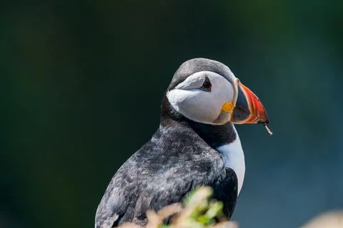 Atlantic puffin Stock Photos