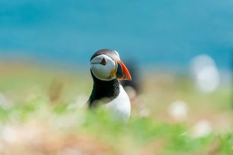 Atlantic puffin Stock Photos