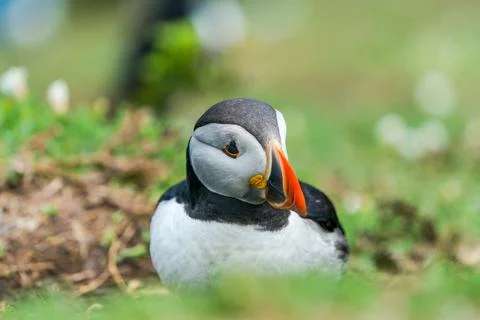 Atlantic puffin Stock Photos