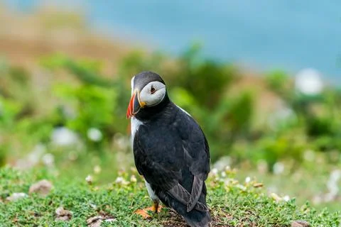 Atlantic puffin Stock Photos