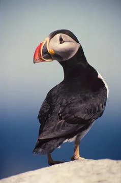 Atlantic Puffin, Stock Photos
