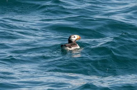 Atlantic Puffin Stock Photos