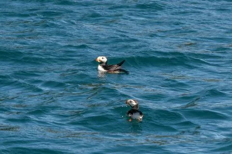 Atlantic Puffin Stock Photos