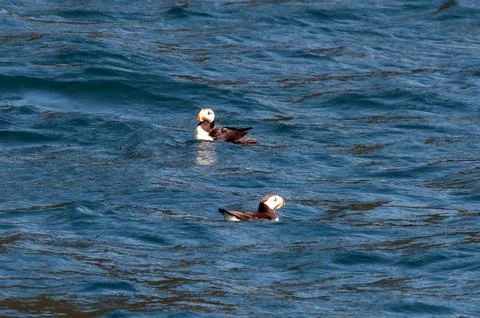 Atlantic Puffin Stock Photos