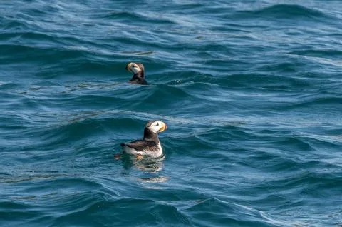 Atlantic Puffin Stock Photos