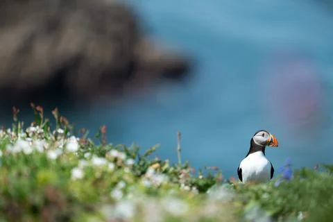 Atlantic Puffin Stock Photos