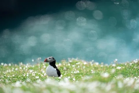 Atlantic Puffin Stock Photos
