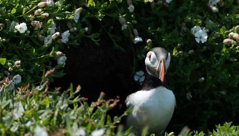 Atlantic Puffin Stock Photos