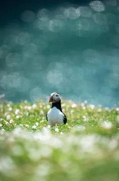 Atlantic Puffin Stock Photos