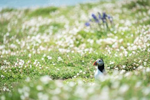 Atlantic Puffin Stock Photos