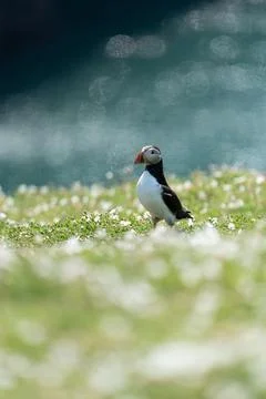 Atlantic Puffin Stock Photos