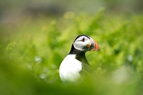 Atlantic Puffin Stock Photos