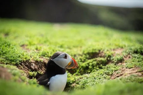 Atlantic Puffin Stock Photos
