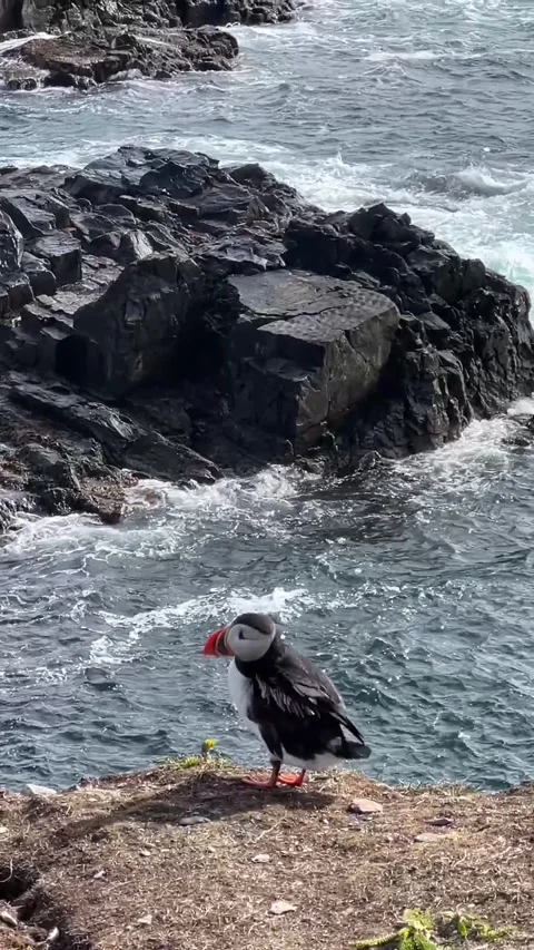 Atlantic puffin is preening and cleaning its feather and landing ashore 스톡 동영상 343008583
