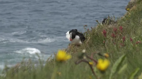 Atlantic Puffin Preening Feathers on a Grassy Sea Cliff in Iceland Video stock 339763852