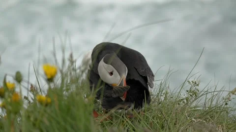 Atlantic Puffin Preening Its Feathers on a Grassy Cliffside in Iceland Stock Footage 339754142