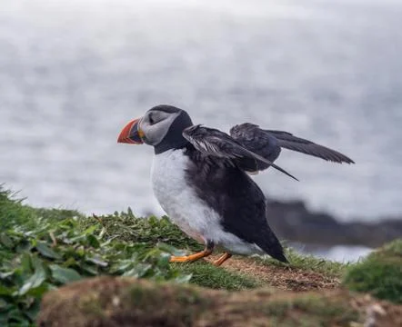 Atlantic puffin preparing for flight  on the isle of Lunga, Inner Hebrides, S Stock Photos