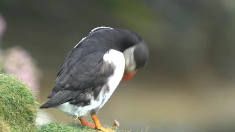 Atlantic puffin pruning and cleaning itself in 4k Video stock 301313887