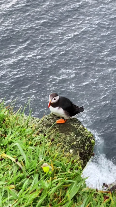 Atlantic Puffin, Puffin Stock Footage 272167717