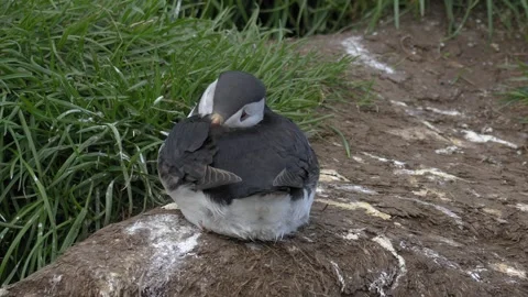 Atlantic Puffin Resting and Preening Feathers on an Icelandic Coastal Cliffside Stock Footage 339890500