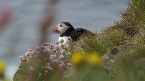 Atlantic Puffin Resting in Coastal Grass Iceland Wildlife 4K Slow Motion Stock Footage 339763795