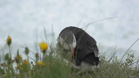 Atlantic Puffin Resting in the Wind on a Grassy Cliffside in Iceland Stock Footage 339750571