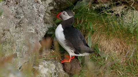 Atlantic puffin returning to nesting burrow Stock Footage 146237175