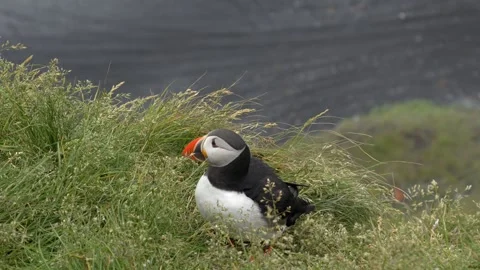 Atlantic Puffin Shaking Feathers on a Grassy Cliffside in Iceland Stock Footage 339959904
