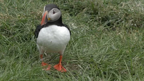Atlantic Puffin Shaking Feathers in Green Grass on Icelandic Coastal Cliffside Video stock 339882910